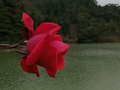 -中山市树木园