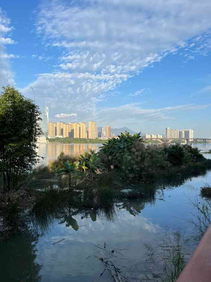 闽江公园-"闽江公园南园大片硫华菊盛开,硫华菊又名黄.