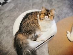 -More Fun猫咖 二十只万元加菲主题