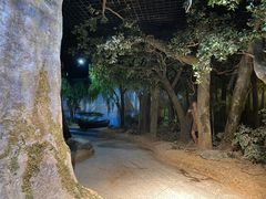-太阳部落