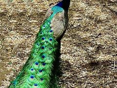 -北京麋鹿生态实验中心