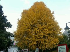 -丝恋丝娃娃(逸天城国贸店)