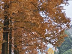 -四川大学(华西校区)