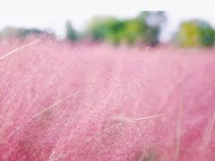 -羊亭河湿地公园