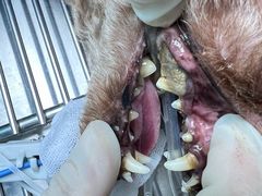 -博特宠物医院24h犬猫全科.骨科·异宠
