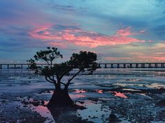 -宝安西湾红树林湿地公园