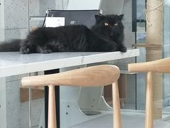 -喵园·猫主题咖啡厅·撸猫·猫咖(国贸店)