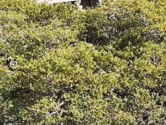 -北海金海湾红树林生态旅游区