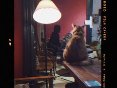 -猫色咖啡·猫咖