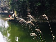 -铁山坪森林公园