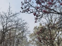 -上海共青森林公园