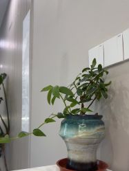 -克丽缇娜