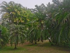 -中国科学院西双版纳热带植物园