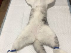 -灵美宠物诊所