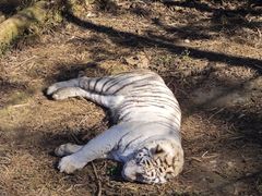 -昆明动物园