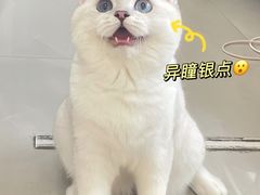 -lincat·猫舍(广州店)