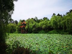-日照海滨国家森林公园