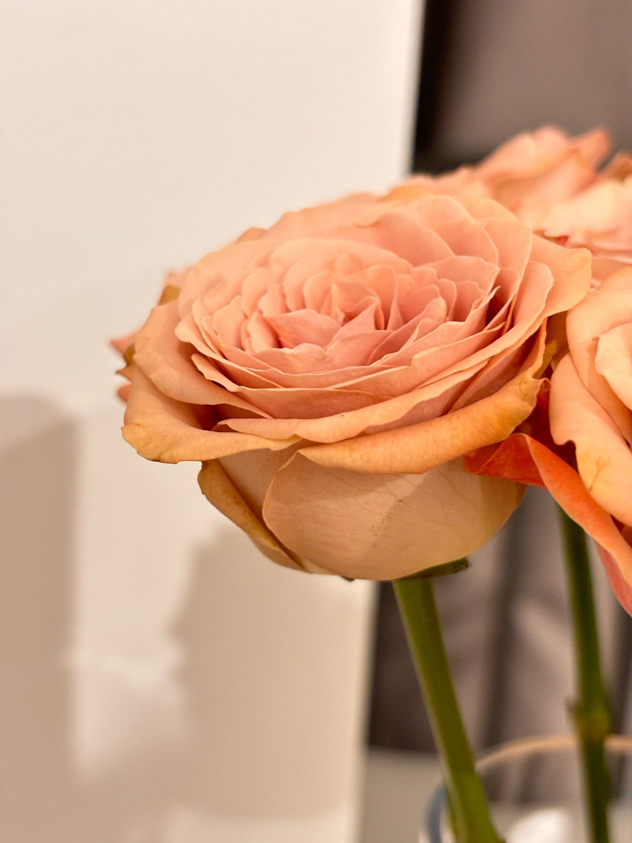 单头玫瑰•复古温柔美人•卡布奇诺