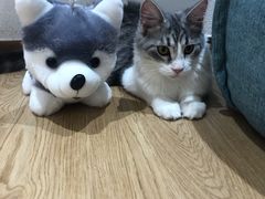 -1013 PET SHOP精品宠物商店(丁香店)
