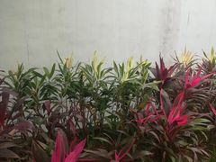 -纪念孙中山市政公园