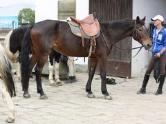 android_upload_pic-松声马术俱乐部