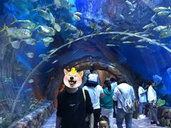 -华夏文旅海洋公园