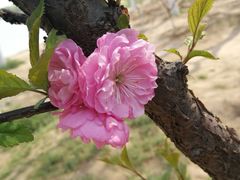 -大兴滨河森林公园