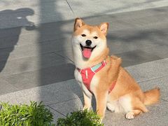-瑞派申生动物医院·24H夜诊·国际动物医疗中心·骨外科(吴中路店)