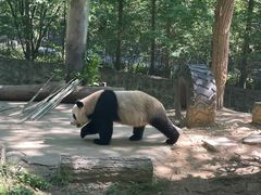 -都江堰中华大熊猫苑