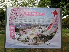 -天适樱花悠乐园