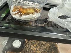 -酷以爬仙阁实体爬宠店·守宫·蜥蜴·专业繁育