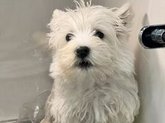 -萌宠之家·腊肠犬·马尔泰·小体犬舍