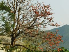 -梧桐山风景名胜区