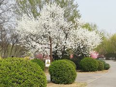 -永定河休闲森林公园