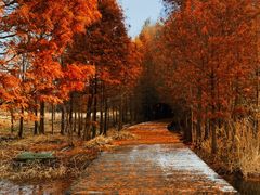 -溱湖国家湿地公园