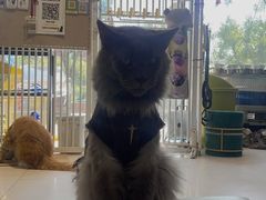 -平行世界·猫咖(首经贸店)