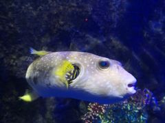 -太平洋海底世界