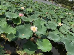 -荷塘月色湿地公园·向阳花洲