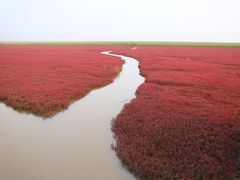 -红海滩国家风景廊道