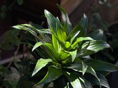 -唐咖精品咖啡(大理古城手冲店)