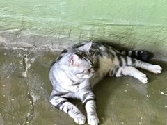 -猫猫幼稚园·撸猫·桌游·电玩