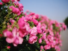 -上海滨江森林公园