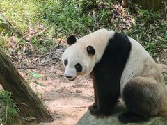 -广州长隆野生动物世界