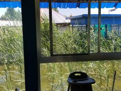 -巩本明鱼屋子