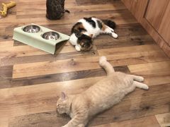 -袖虎·猫馆(体育西路店)