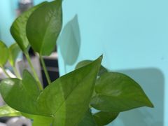 -云中鱼蒸汽石锅鱼(川沙百联店)