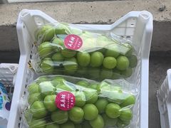 -马陆小张葡萄园农家乐