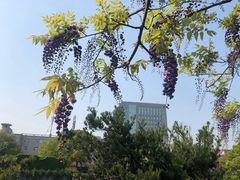 -嘉定紫藤园