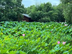 -沙家浜风景区
