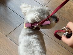 -爱侣·安琦尔宠物医院·中兽医针灸·心内科·狂犬免疫点(宝山区院)